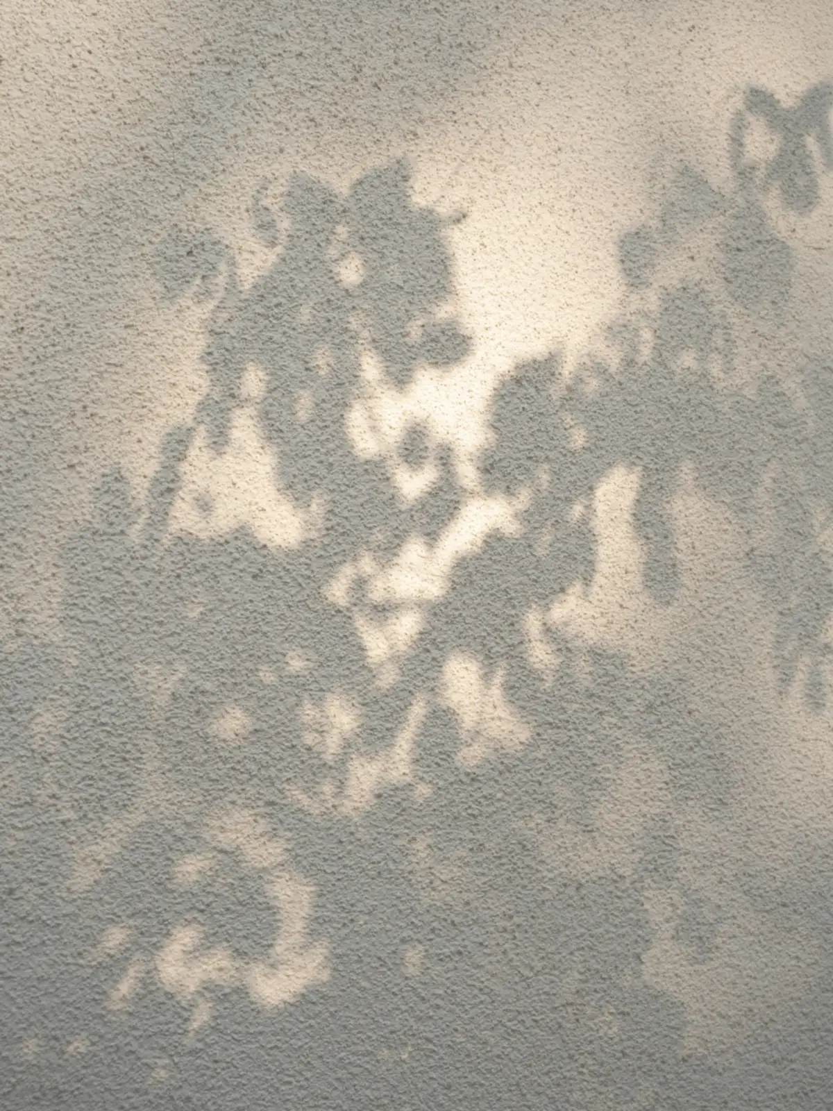 Sombra de folhas numa parede clara, com luz suave.